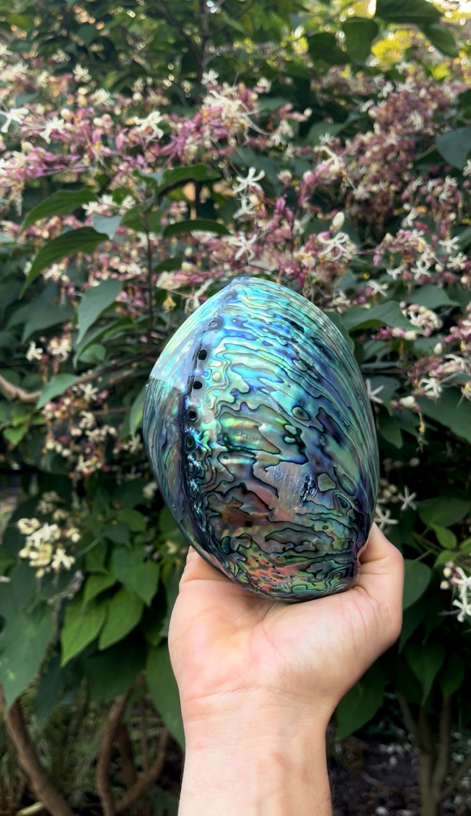 De inspiratie: een echte paua uit Nieuw-Zeeland, gevormd door de natuur, laag op laag.